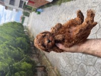Teacup kan toy poodle bebekler
