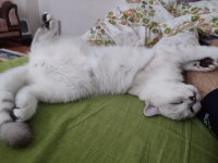 6 aylık erkek çipli british shorthair