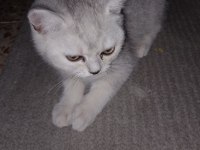Cana Yakın Oyuncu British Shorthair 2 Aylık Dişi