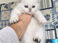 Bal küpü bebek yeni yuvaları için hazırlar