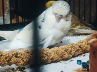 Maşallah show jumbo muhabbet kuşu damızlık ve yavrular