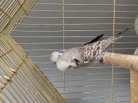 Show Jumbo Muhabbet Kuşu