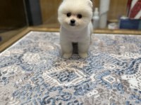 En Güzel Pomeranian Boo Yavrualar