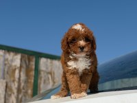 Parti Color Toy Poodle Yavrular