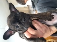 French bulldog yavruları