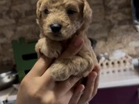 Toy Poodle Yavrularımız
