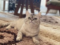 8 aylık iran kedisi kızımı sahiplendirmek istiyoruz