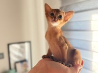 SAFKAN ANNE VE BABALARIMIZDAN MÜKEMMEL HABEŞ KEDİLERİ