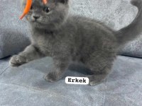 Blue british shorthair kediler izmir
