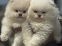 Yarışma düzeyinde sçr li pomeranian petmode den
