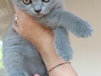 SAFKAN BRİTİSH SHORTHAİR YAVRU