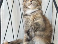BLACK TORTİE GÜZELİ ISABELLA MAİNE COON