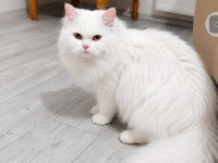 British longhair kedisi beyaz