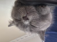 Yavru British Shorthair