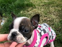 French bulldog dişi