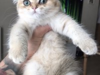 Safkan british shorthair