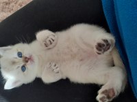 Ayı surat british shorthair yavrular