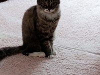 British longhair dişi kedim