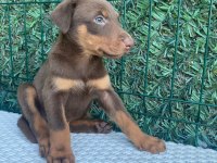 Doberman kızıl ırk
