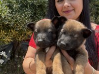 Safkan üst kalite malinois yavrularım