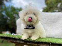 Safkan maltese terrier