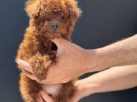 Show kalite tea cup kore poodle yavrumuzu canlı görün