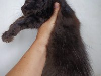 Harika sağlıklı maine coon dişi yavru