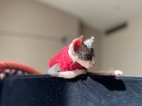 Elf Sfenks Yavru