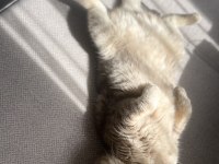 Scottish fold 3 yaşında