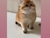 SAFKAN BRİTİSH SHORTHAİR YAVRULAR