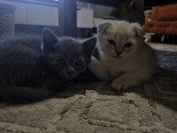 SATILIK YAVRU SCOTTİSH BLUE POİNT ERKEK KEDİMİZ