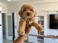 Mini boy maltipoo bebekler