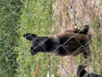 Kalitenin Adresi Mete köpek akademisi (MALİNOİS)