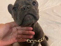 4.5 AYLIK FRENCH BULLDOG BLUE