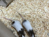 7 panda mice koloni şeklinde (renkler trde cok yok) pet