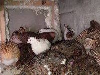 KULUÇKALIK ÇİN BILDIRCIN YUMURTASI
