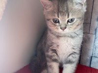 british shorthair tabby