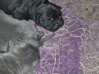 Cane Corso Üst Sınıf