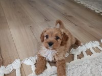 Pufy (maltipoo) kızımız yuvasını arıyor