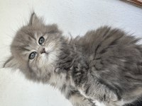 50 günlük şecereli british longhair dişi