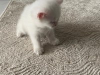 2 Aylık british Shorthair beyaz