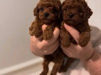 IRK VE SAĞLIK GARANTİLİ POODLE KÖPEKLERİ