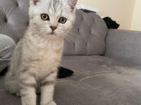 3 AYLIK ERKEK BRITISH SHORTHAIR