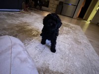 2 aylık siyah erkek Toy Poodle yavrusu