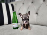 Micro Boy Erkek Bluetan French Bulldog