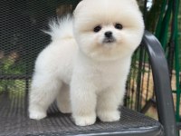 Pomeranian Erkekler
