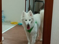 Samoyed köpeği sahiplendirme