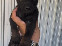 Kaliteli Belçika Malinois Yavrular