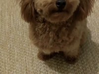1 Yaşında toy poodle