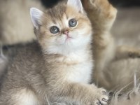 British shorthair golden anne baba şecereli dişi